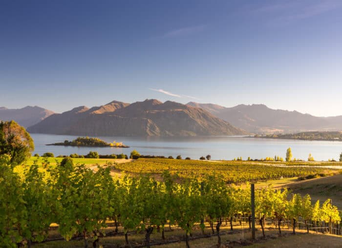 Morning on vineyard at Lake Wanaka, Otago, New Zealand