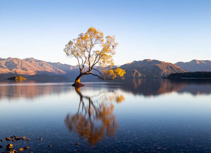 That Wanaka tree sunrise