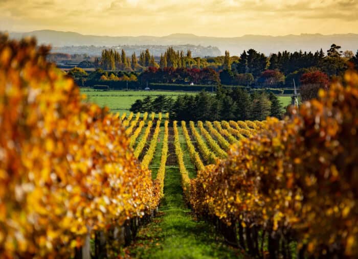 Autumn colour in the vineyard in the Hawkes Bay New Zealand