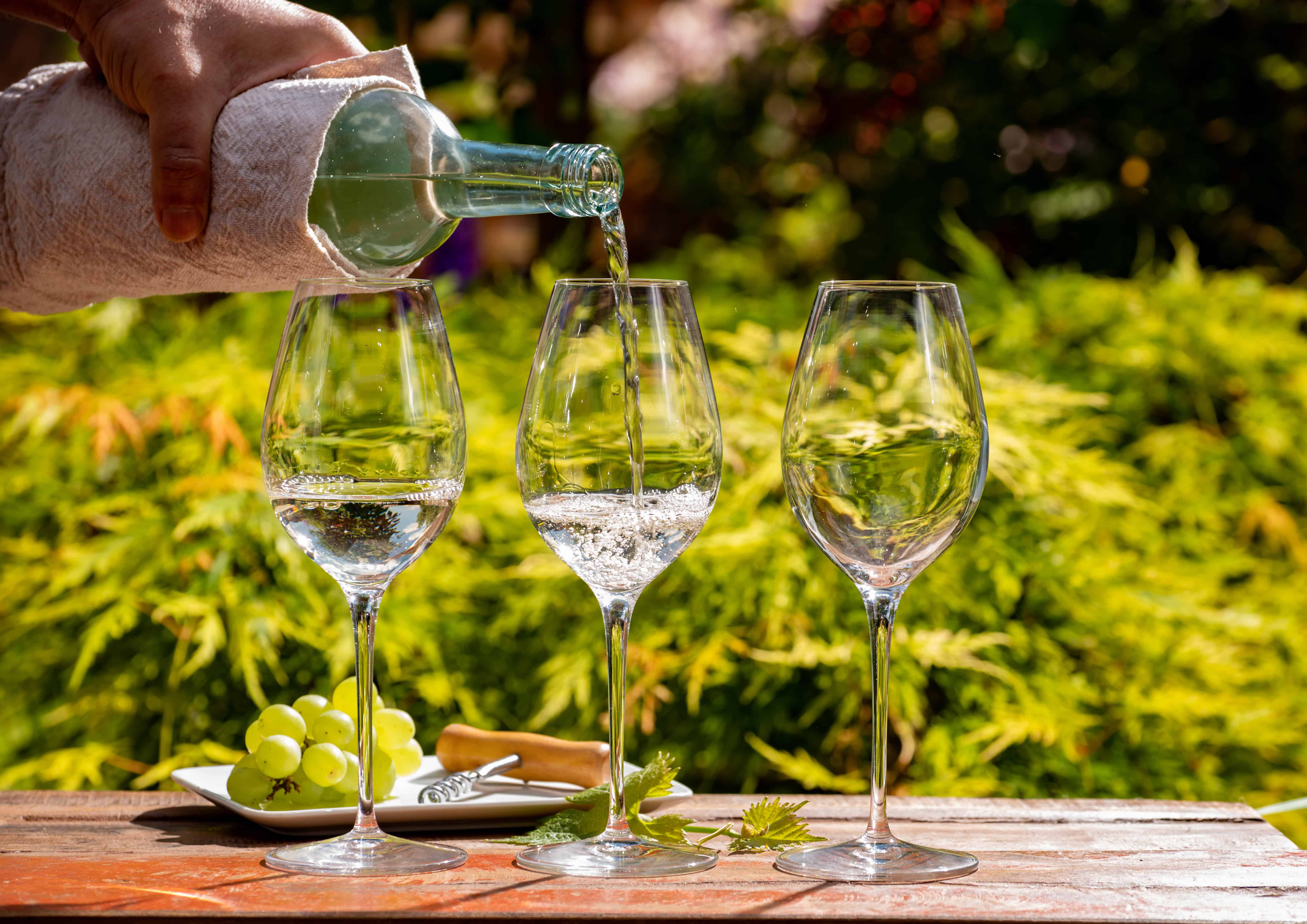White wine tasting on winery, pouring of cold dry wine in glasses outdoor in sunny day